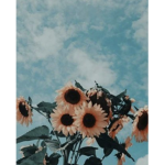 _avas.daisies_