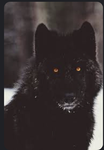Therian, otherkit,and furry