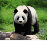 Panda group 12345678910