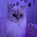 Midnight Cat Clothes Group Thumbnail