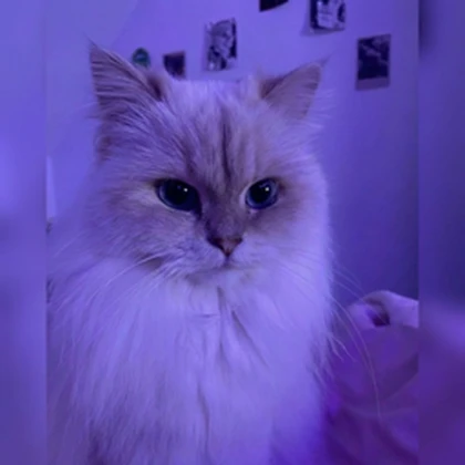 Midnight Cat Clothes Roblox group icon