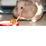 fatty hampster