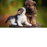 The Kitten & Puppy Group