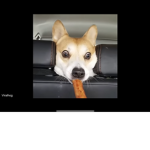 Huge doge group