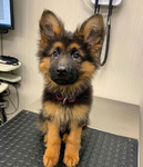 PUPS ARE THE bESt And StIll ARe