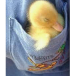 The Duck Trio Team
