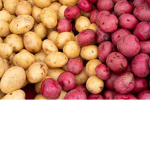 Potato Huddle