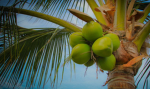 Coconut milk ……………..