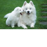 DOGS,PUPPIES AND ROBLOX