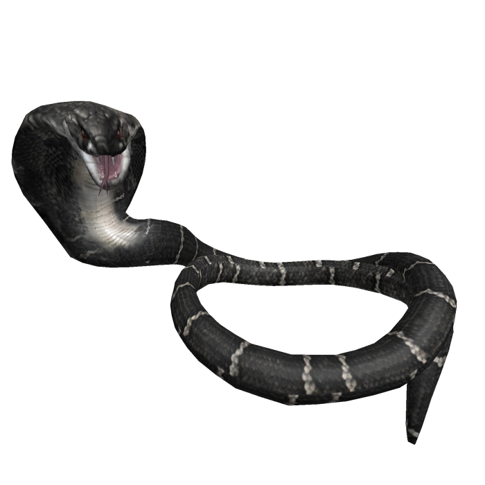 Grey cobra snake wrapped around neck