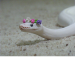 Snakes, Lizards, & Other reptiles