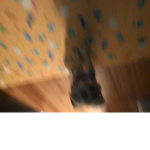 NITRO DOGE