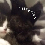 ' elvyrias