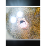 FredTheWalrus