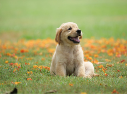 The official place of dogs