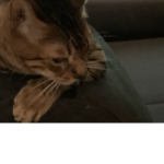 Check meow’t!
