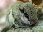 The Squirrell Clan