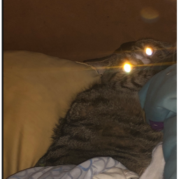 demon cat
