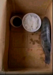 Fish not eating Studios