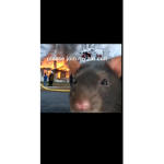 Rats United The Second