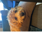 Doggos are the best!!!