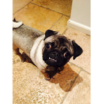 Camillapug13 ultra Mega squad