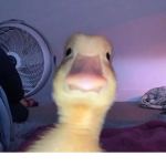 Duckie gang :D