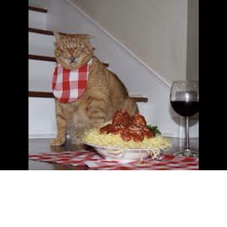 pastacat48 hangout
