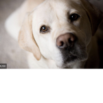 Animals_pretty