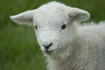 The sheep for life squad