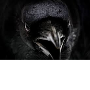 Raven