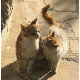 ˚୨୧⋆｡˚ ⋆