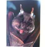 Official Bats United