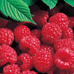 The Raspberry Clan