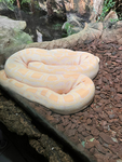 BIGBRODEJANA GRUPPE