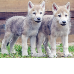 the ghost wolfsss
