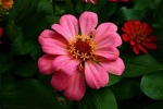 pink is BriannaBest
