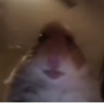 HamsterFamousGang