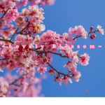 ~Lovely Blossom~