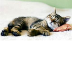 Cat cafe'