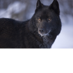 Dark wolf gang