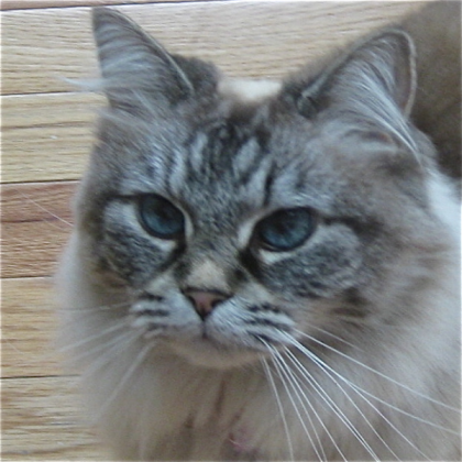 Cat Roblox decal