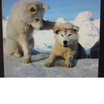 Pawsome Pack