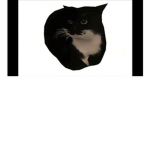 WE WILL FIGHT FOR DUCK'S AND CAT'S RIGHTS
