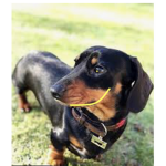 -The Bark Club- :)