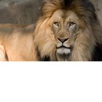 Cool Amazing Animals!
