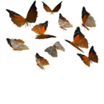 KRIS_L