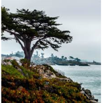 The Cypress Tree