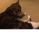 Cat loves forever