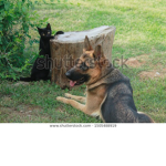 Cats&Dogs :3